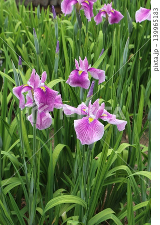 雨に濡れる花菖蒲 雨に濡れる花菖蒲 139965183