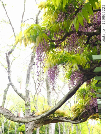 番の州公園の藤棚 2026年(香川県坂出市)2 番の州公園の藤棚 2026年(香川県坂出市)2 139965223