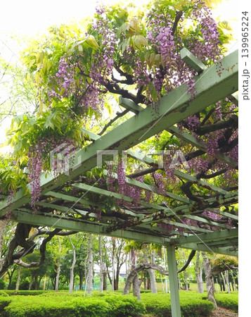 番の州公園の藤棚　2026年（香川県坂出市）1 139965224