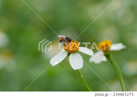 Bees on a chamomile flower. Bees on a chamomile flower. 139965275