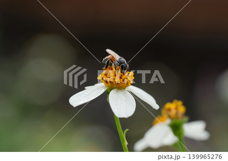 Bees on a chamomile flower. Bees on a chamomile flower. 139965276