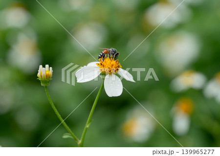 Bees on a chamomile flower. Bees on a chamomile flower. 139965277