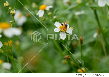 Bees on a chamomile flower. 139965278