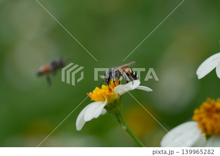 Bees on a chamomile flower. Bees on a chamomile flower. 139965282