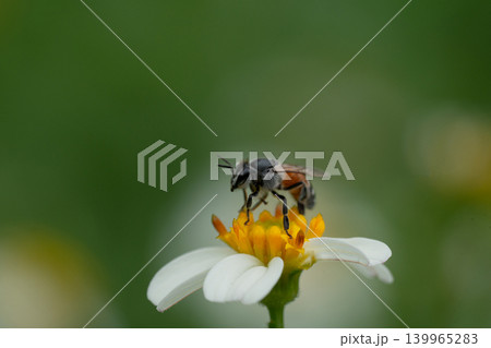 Bees on a chamomile flower. 139965283