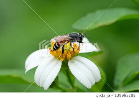 Bees on a chamomile flower. Bees on a chamomile flower. 139965289