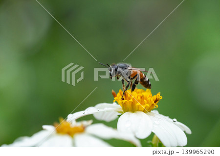 Bees on a chamomile flower. 139965290