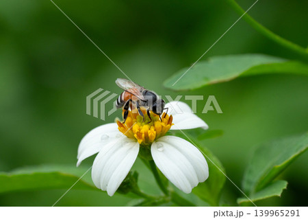 Bees on a chamomile flower. Bees on a chamomile flower. 139965291