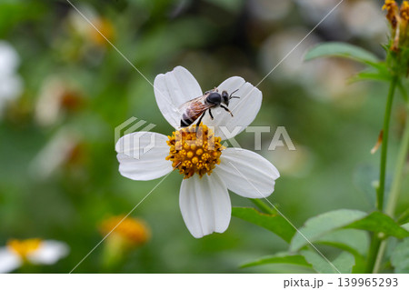 Bees on a chamomile flower. 139965293