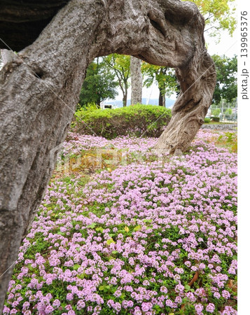 番の州公園のタイム 2026年(香川県坂出市)1 番の州公園のタイム 2026年(香川県坂出市)1 139965376