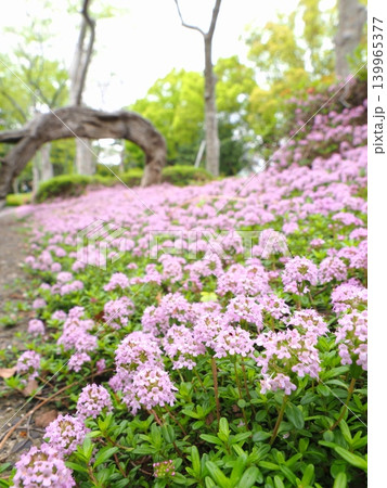 番の州公園のタイム 2026年(香川県坂出市)2 番の州公園のタイム 2026年(香川県坂出市)2 139965377