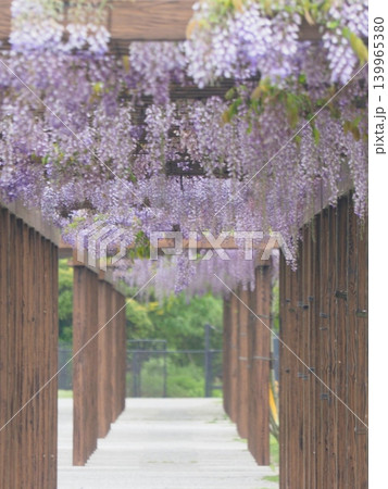 瀬戸大橋記念公園の藤棚(香川県坂出市)3 瀬戸大橋記念公園の藤棚(香川県坂出市)3 139965380