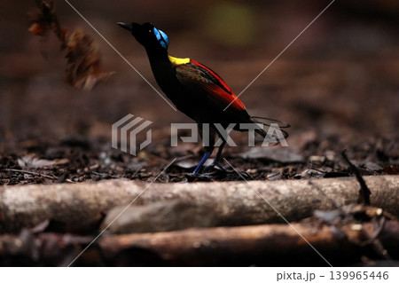 アカミノフウチョウ アカミノフウチョウ 139965446