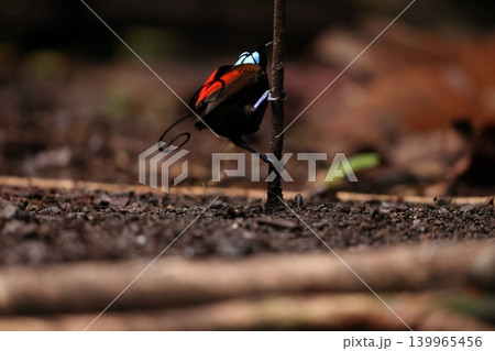アカミノフウチョウ アカミノフウチョウ 139965456