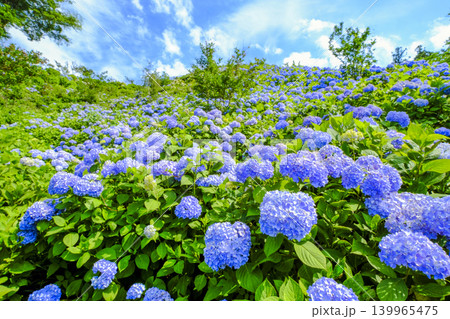 青い紫陽花 139965475