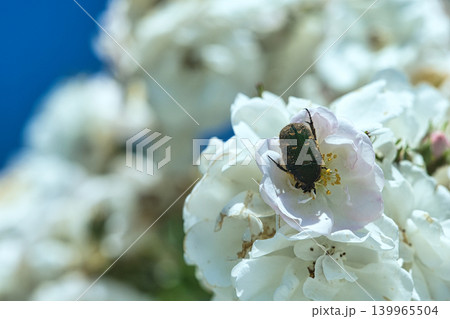 ミツバチが蜜を求めて ミツバチが蜜を求めて 139965504