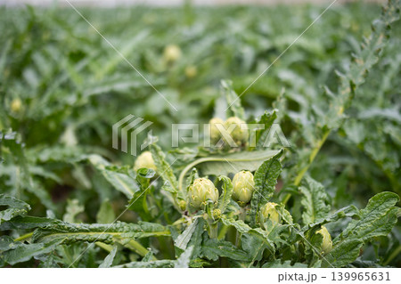Fresh green artichokes grow in field Fresh green artichokes grow in field 139965631