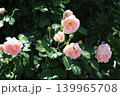 白いバラ　しっとりと！ 139965708