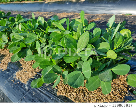peanut 139965917