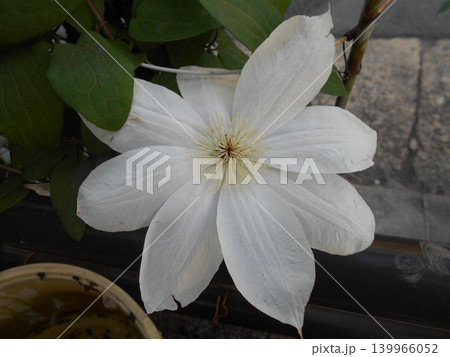 クレマチス クレマチス 139966052