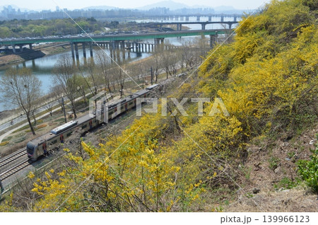 韓国 ソウル鷹峰山(ウンポンサン)に咲くケナリと京義線の電車 韓国 ソウル鷹峰山(ウンポンサン)に咲くケナリと京義線の電車 139966123