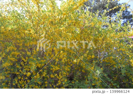 韓国 ソウル鷹峰山(ウンポンサン)にケナリが咲く風景 韓国 ソウル鷹峰山(ウンポンサン)にケナリが咲く風景 139966124
