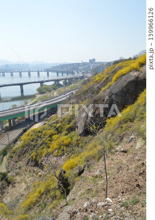 韓国　ソウル鷹峰山（ウンポンサン）にケナリと桜が咲く風景 139966126