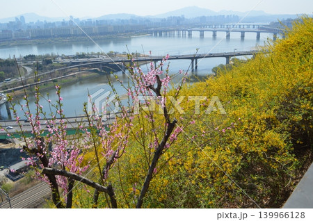 韓国 ソウル鷹峰山(ウンポンサン)にケナリと桜が咲く風景 韓国 ソウル鷹峰山(ウンポンサン)にケナリと桜が咲く風景 139966128