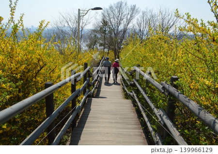 韓国 ソウル鷹峰山(ウンポンサン)にケナリが咲く風景 韓国 ソウル鷹峰山(ウンポンサン)にケナリが咲く風景 139966129