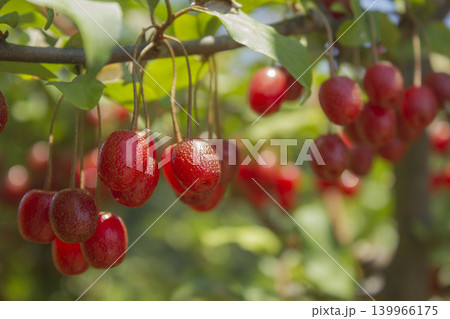 Ripe Autumn Olive Berries (Elaeagnus Umbellata) growing on a branch . oleaster Ripe Autumn Olive Berries (Elaeagnus Umbellata) growing on a branch . oleaster 139966175