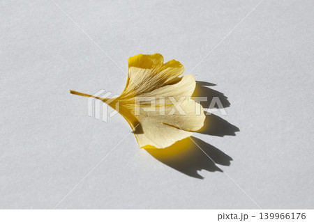 These are ginkgo leaves that have turned yellow. 139966176