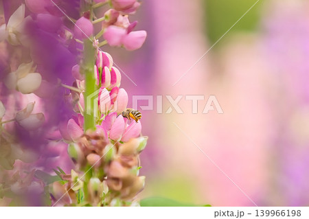 ルピナスの蜜を吸うミツバチ 139966198