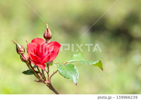多くの人々の心を癒す色とりどりに咲き誇るバラの花たち 多くの人々の心を癒す色とりどりに咲き誇るバラの花たち 139966239