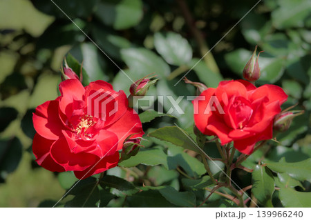 多くの人々の心を癒す色とりどりに咲き誇るバラの花たち 多くの人々の心を癒す色とりどりに咲き誇るバラの花たち 139966240