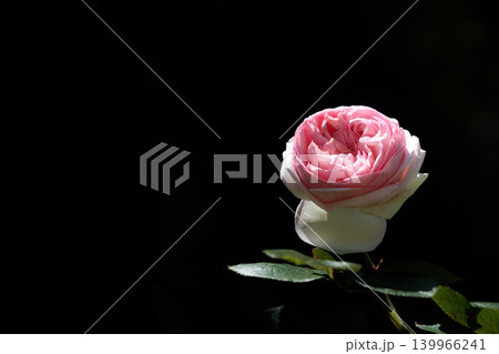 多くの人々の心を癒す色とりどりに咲き誇るバラの花たち 多くの人々の心を癒す色とりどりに咲き誇るバラの花たち 139966241