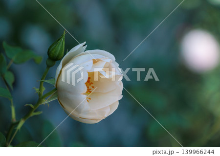 多くの人々の心を癒す色とりどりに咲き誇るバラの花たち 多くの人々の心を癒す色とりどりに咲き誇るバラの花たち 139966244