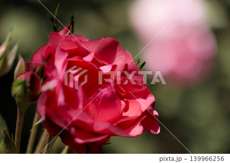 多くの人々の心を癒す色とりどりに咲き誇るバラの花たち 多くの人々の心を癒す色とりどりに咲き誇るバラの花たち 139966256