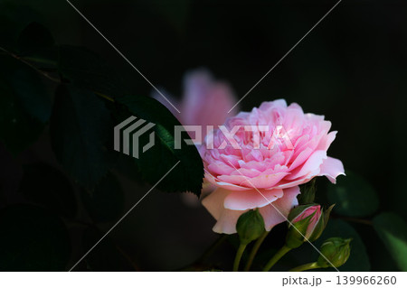 多くの人々の心を癒す色とりどりに咲き誇るバラの花たち 多くの人々の心を癒す色とりどりに咲き誇るバラの花たち 139966260