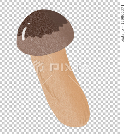 Matsutake mushroom illustration 139966371