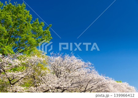 東京・杉並区 善福寺川 満開の桜 東京・杉並区 善福寺川 満開の桜 139966412