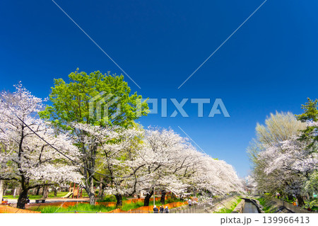 東京・杉並区 善福寺川 満開の桜 東京・杉並区 善福寺川 満開の桜 139966413