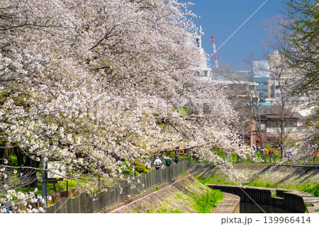 東京・杉並区 善福寺川 満開の桜 東京・杉並区 善福寺川 満開の桜 139966414