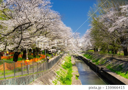 東京・杉並区 善福寺川 満開の桜 東京・杉並区 善福寺川 満開の桜 139966415