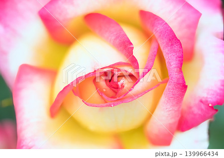 ピンク色の薔薇の花 139966434