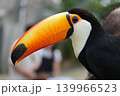 大きなくちばしのオニオオハシ 139966523