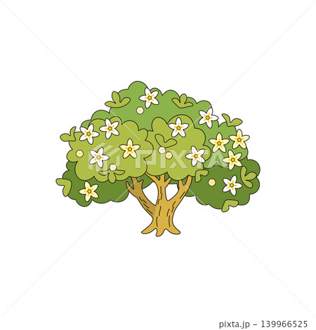 みかんの木 甘い香りが広がるシトラスの花 みかんの木 甘い香りが広がるシトラスの花 139966525