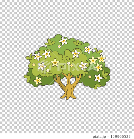 みかんの木 甘い香りが広がるシトラスの花 みかんの木 甘い香りが広がるシトラスの花 139966525