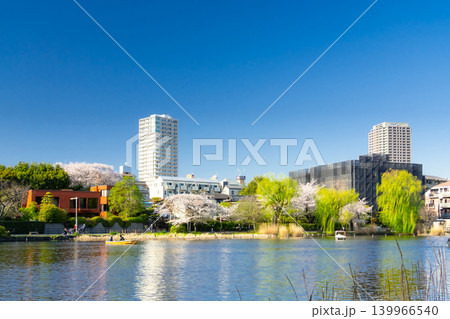 東京・練馬区 石神井公園 満開の桜 東京・練馬区 石神井公園 満開の桜 139966540