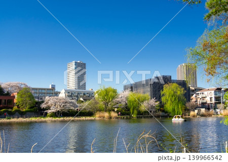 東京・練馬区　石神井公園　満開の桜 139966542