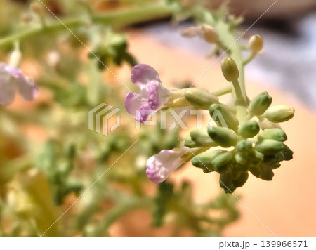 大根の花とつぼみのアップ写真 大根の花とつぼみのアップ写真 139966571